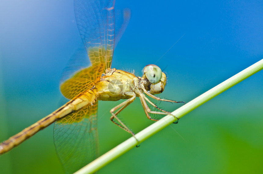 花园中的绿色野生动物生活昆虫漏洞追逐者宏观眼睛翅膀蜻蜓图片