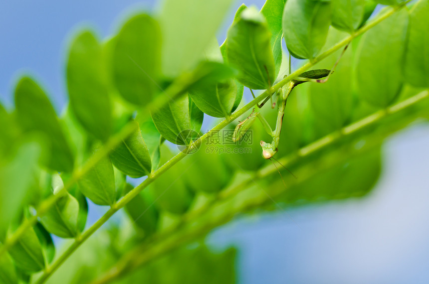 绿性白蚁叶子天线昆虫捕食者宏观绿色野生动物眼睛猎人生活图片