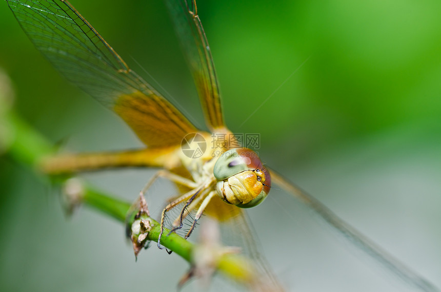 花园中的追逐者蜻蜓宏观野生动物昆虫翅膀眼睛生活漏洞绿色图片