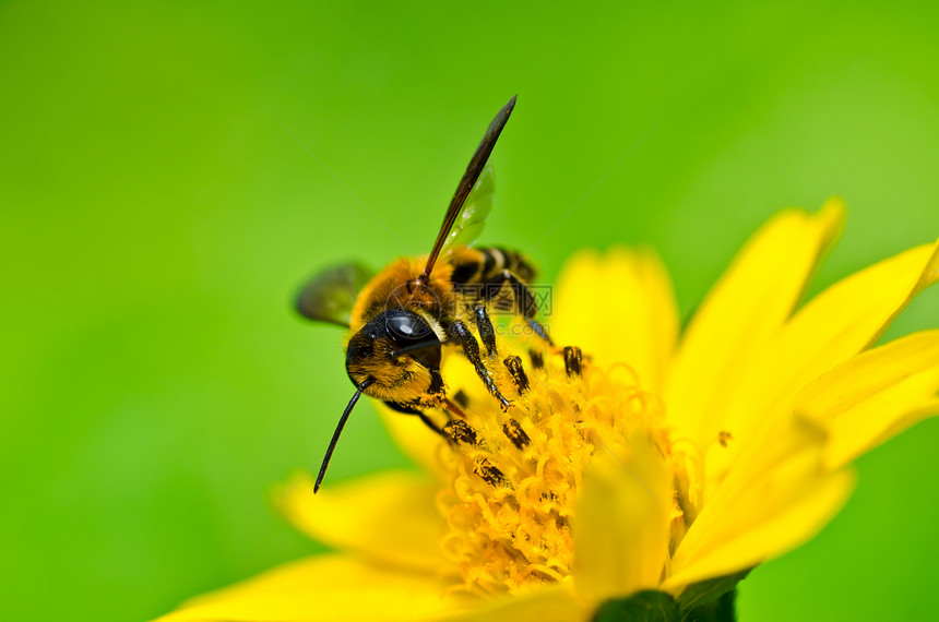 绿性蜜蜂黄色蜂蜜花粉翅膀眼睛昆虫宏观荒野团队花园图片