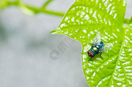 绿色飞行房子食物垃圾昆虫白色宏观红色漏洞害虫翅膀背景图片