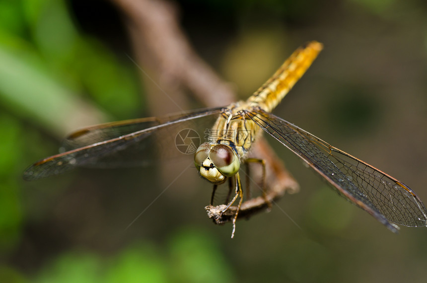 花园中的昆虫眼睛漏洞生活绿色翅膀野生动物蜻蜓宏观追逐者图片