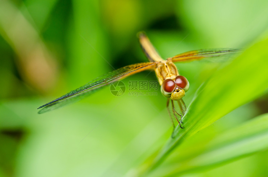 花园中的追逐者绿色生活眼睛翅膀宏观漏洞野生动物蜻蜓昆虫图片