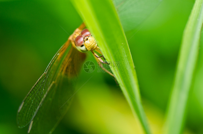 花园中的翅膀追逐者漏洞蜻蜓绿色眼睛昆虫宏观野生动物生活图片