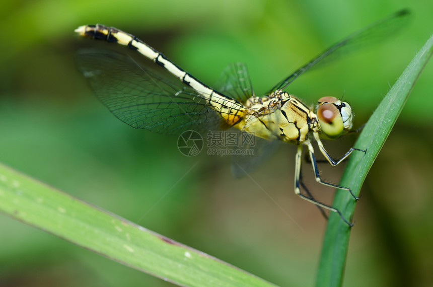 花园中的追逐者蜻蜓宏观漏洞翅膀野生动物眼睛昆虫绿色生活图片