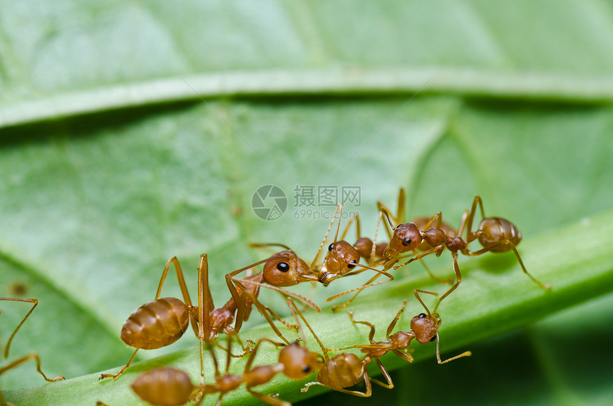 绿色性质的红蚂蚁野生动物宏观红色生物橙子漏洞损害水平昆虫工人图片