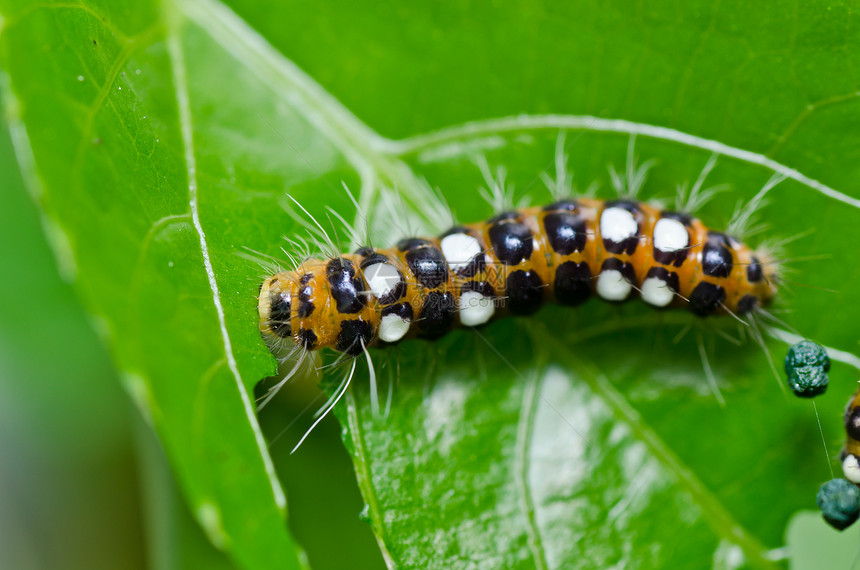 绿绿色的蠕虫叶子蜜蜂纺纱昆虫荒野食物丝绸宏观生态生物学图片