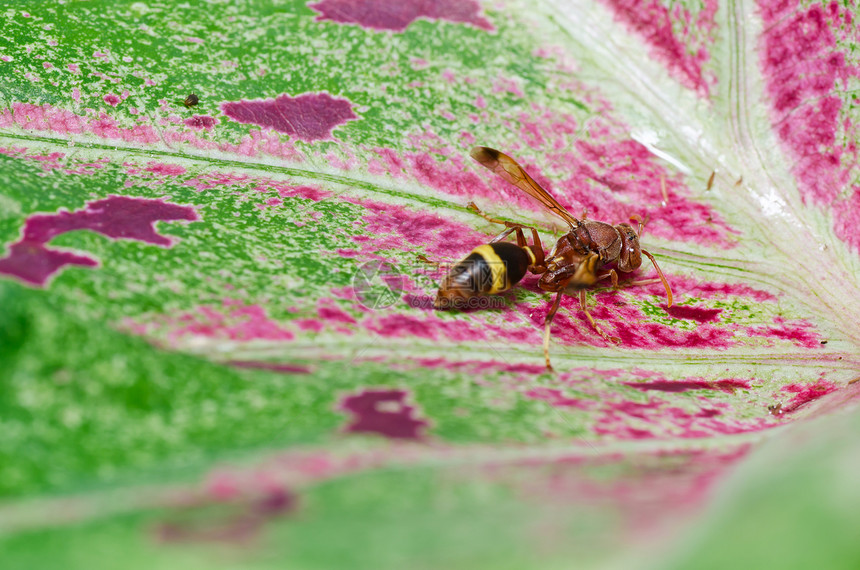 绿性黄蜂或花园害虫夹克蜜蜂昆虫黄色金子黑色宏观条纹白色图片