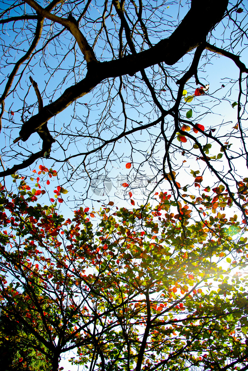 树木上没有叶叶和多彩的叶子假期空气天空蓝色森林耀斑旅行蓝天气氛时间图片