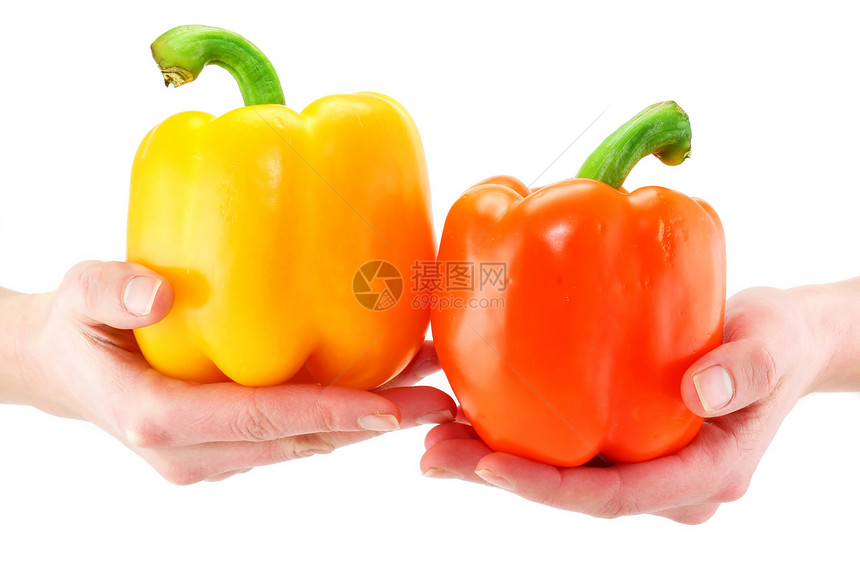 女人的手握着两只孤立的红辣椒图片