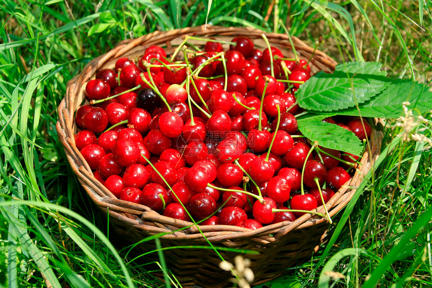 篮子中的Bing樱桃框架桌子水果保健野餐农业诱惑叶子宏观购物图片