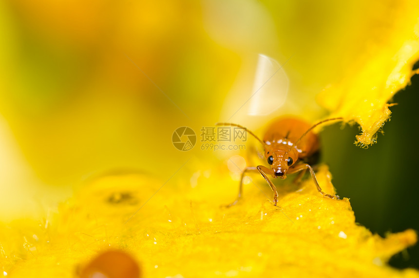绿色性质的橙色甲虫野生动物眼睛爬坡丛林荒野生物学昆虫棕色季节宏观图片