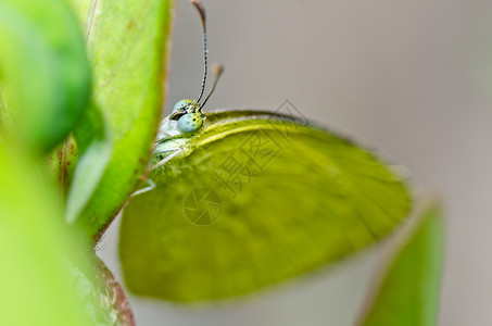 绿色的蝴蝶黑色黄色昆虫翅膀背景图片