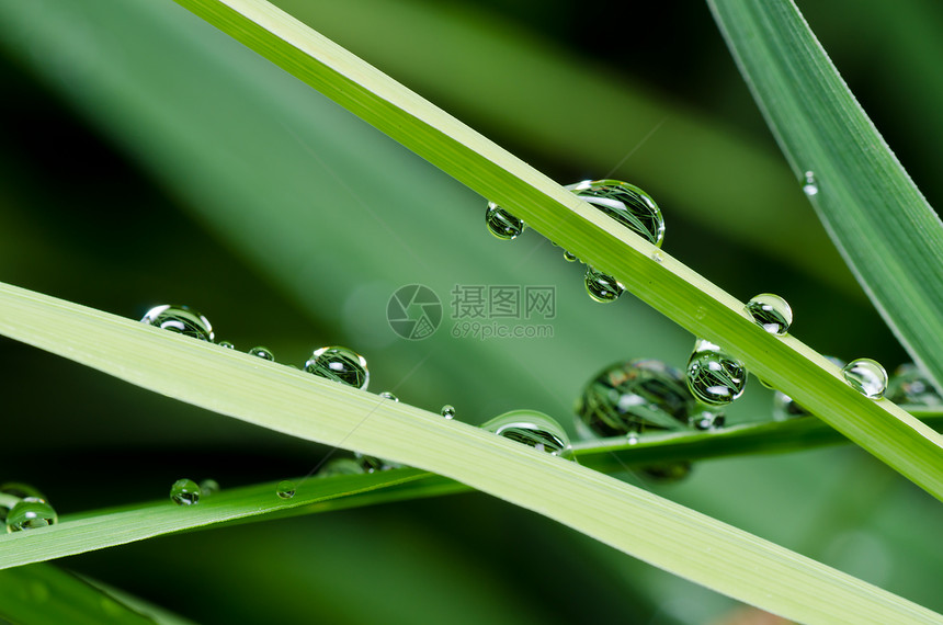 绿色自然的淡水滴季节反射宏观叶子生活热带生长森林环境图片