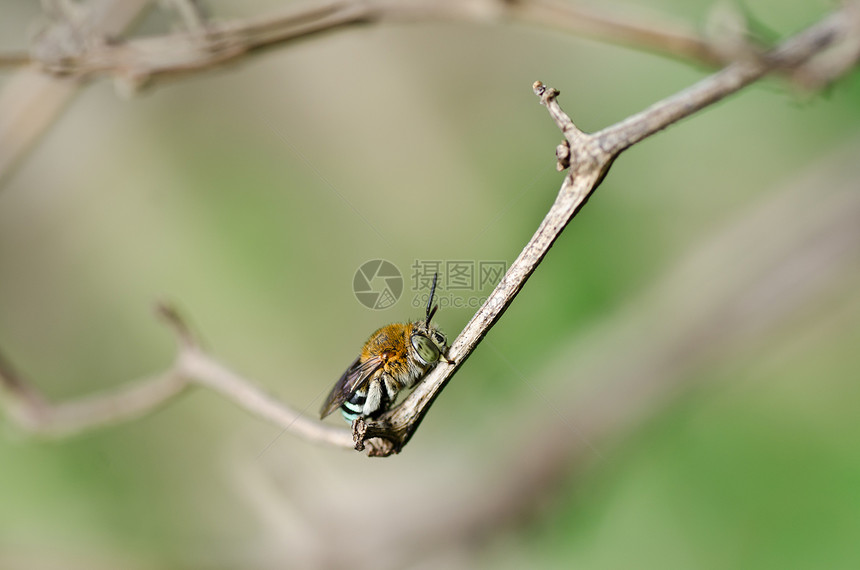 绿色的蜜蜂动物翅膀公园眼睛野生动物漏洞蓝色花园昆虫图片