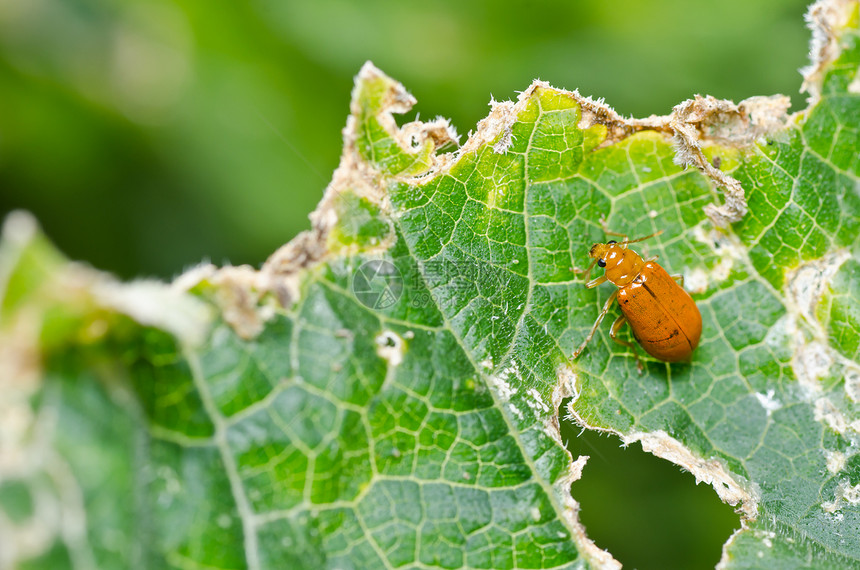 绿色性质的橙色甲虫阳光花园公园宏观野生动物眼睛昆虫荒野漏洞棕色图片