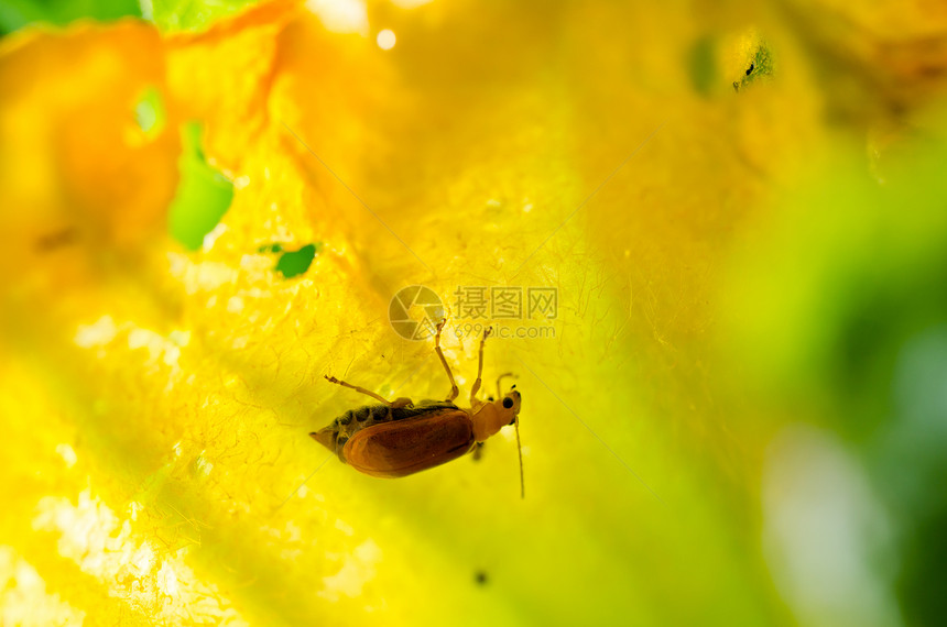绿色性质的橙色甲虫丛林花园宏观生活漏洞生物学公园爬坡阳光眼睛图片