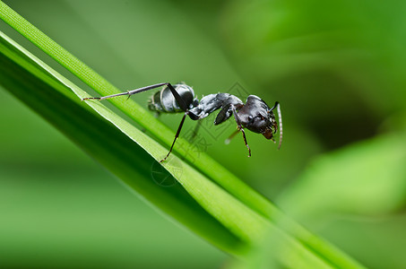 绿色性质黑色的蚂蚁殖民地力量野生动物昆虫触角背景图片