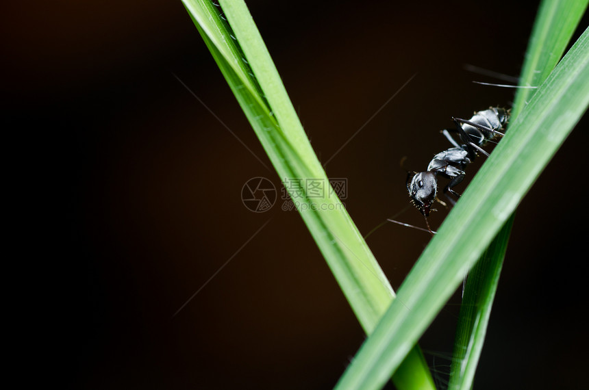 绿色性质黑色的蚂蚁昆虫殖民地力量触角野生动物图片