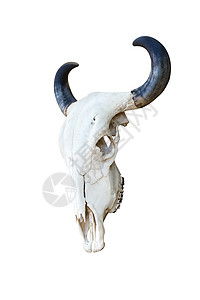 水牛头骨颅骨白色驾驶框架喇叭骨骼黑色奶牛世界死亡背景图片
