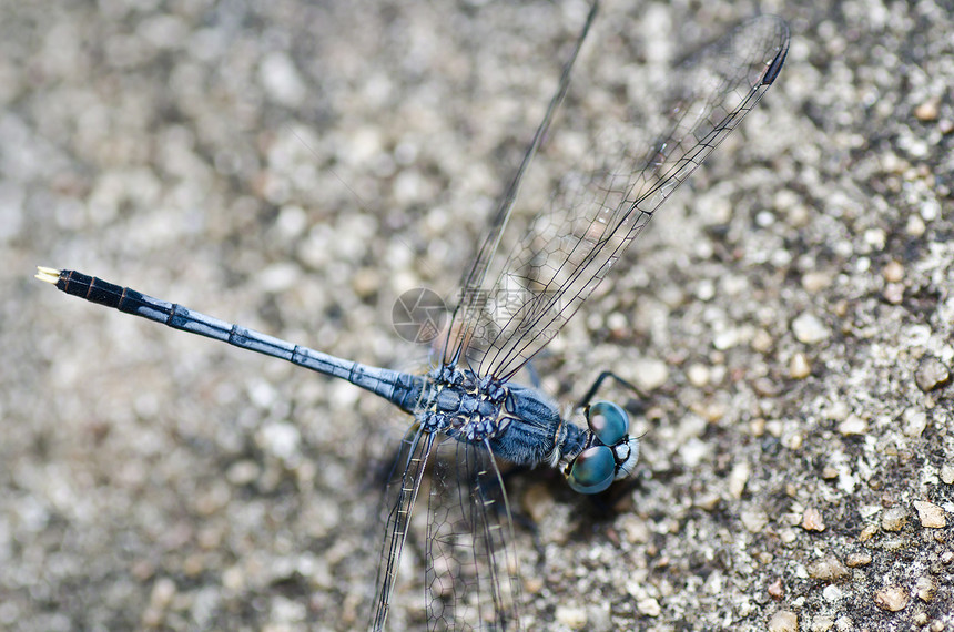 花园中的翅膀追逐者宏观生活野生动物眼睛昆虫蜻蜓漏洞绿色图片