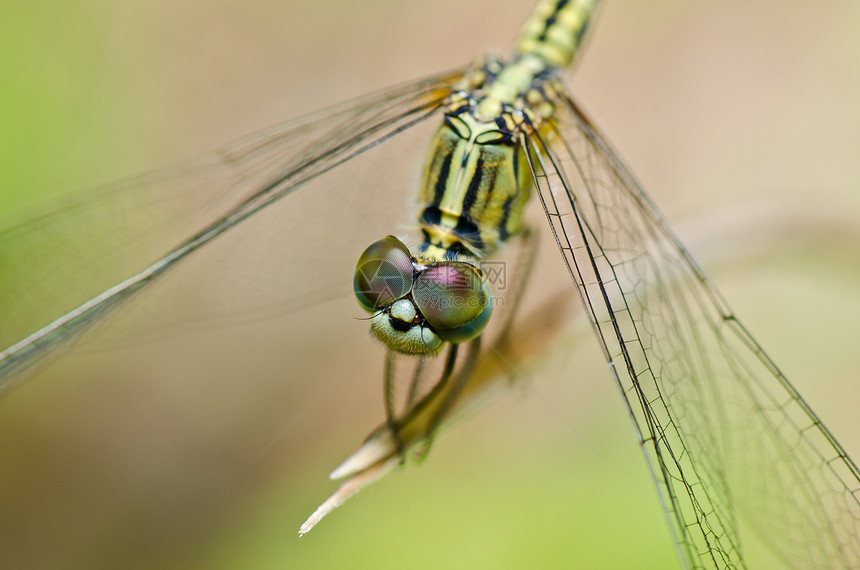 花园中的漏洞生活野生动物翅膀追逐者宏观昆虫蜻蜓绿色眼睛图片