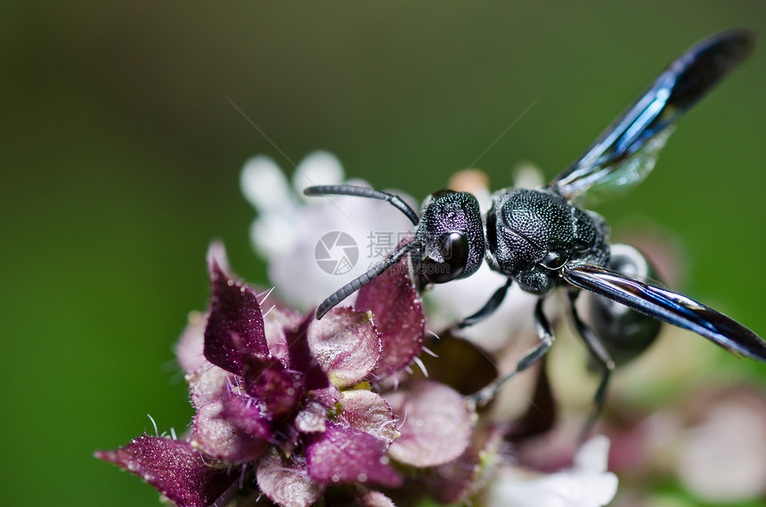绿色自然或花园中的黑蜂白色蜜蜂黄色条纹翅膀金子害虫昆虫夹克宏观图片