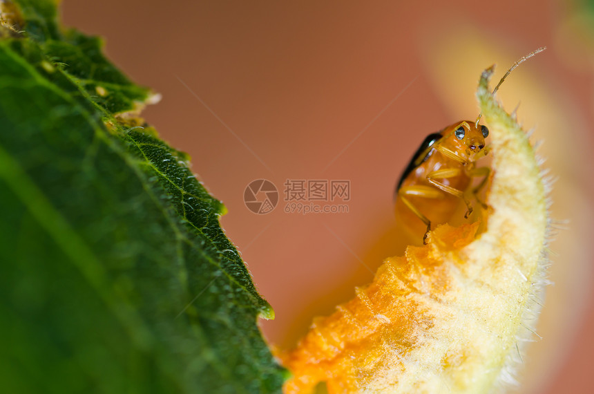 绿色性质的橙色甲虫生物学棕色荒野爬坡花园公园眼睛昆虫宏观野生动物图片