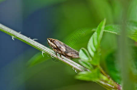 绿色性质的虫类昆虫世界漏洞蚜虫虱子生物害虫控制胸吻动物背景
