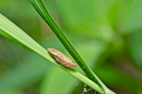 绿色性质的虫类昆虫生物动物世界控制害虫漏洞蚜虫虱子胸吻背景图片