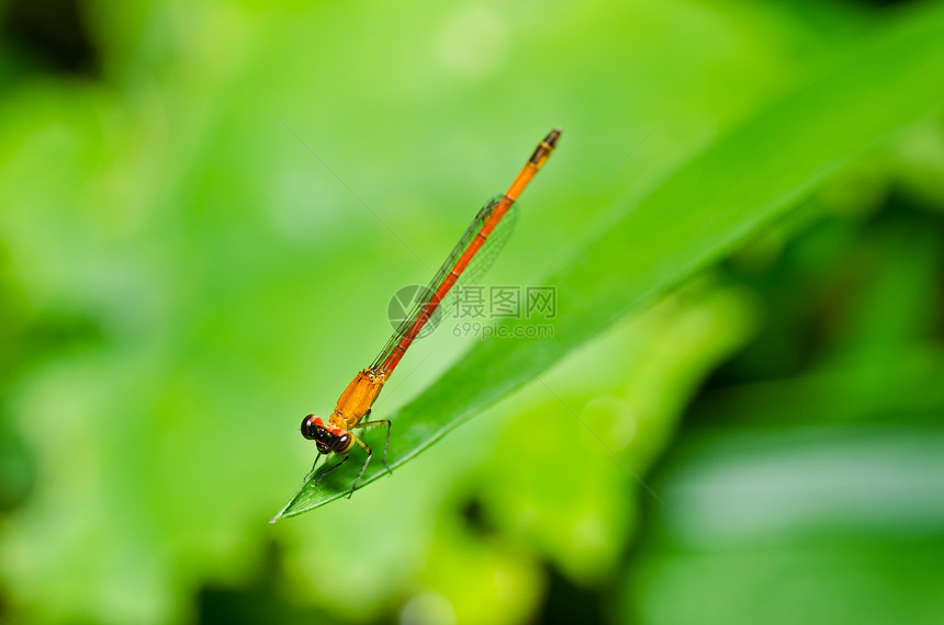 长成红的或小的昆虫荒野蜻蜓生活绿色宏观野生动物漏洞翅膀图片