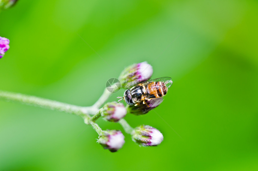 果果文件或绿色性质的鲜花文件动物学欺骗野生动物蜜蜂黄色条纹苍蝇翅膀宏观昆虫图片