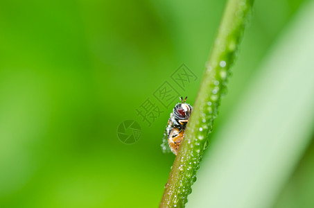 果果文件或绿色性质的鲜花文件蜜蜂黄色条纹昆虫翅膀野生动物宏观动物学苍蝇欺骗图片