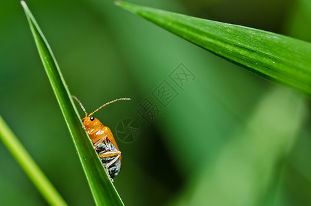 橙色甲虫昆虫动物学高清图片