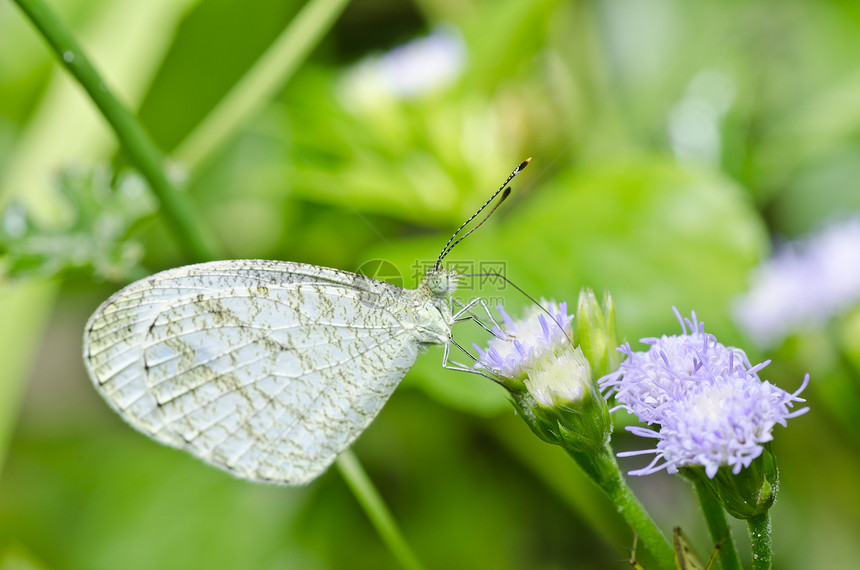 绿色的白蝴蝶图片