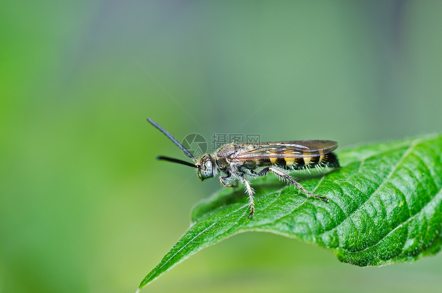 绿绿色的长毛蜂昆虫黑色条纹金子宏观蜜蜂白色夹克翅膀害虫图片