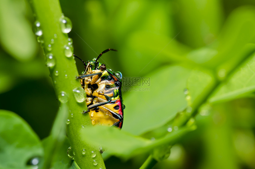 绿绿色的珠珠甲棕色生活阳光花园眼睛公园野生动物丛林季节瓢虫图片