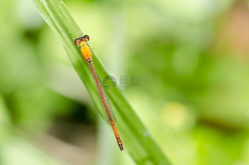 绿色的红野生动物翅膀昆虫漏洞鞘翅目芨芨草宏观生活追逐者眼睛图片