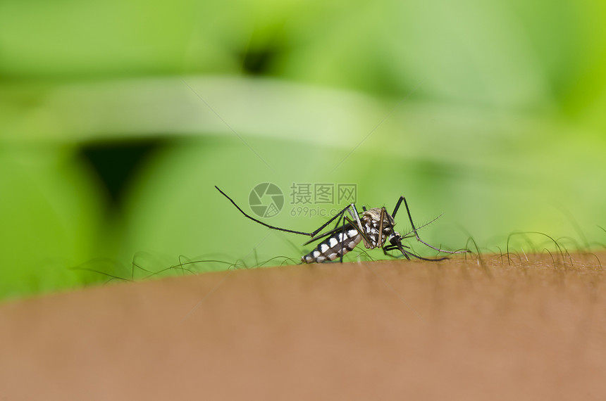 蚊子在城市或花园里 很危险宏观热带叶子昆虫害虫女性疾病绿色眼睛图片