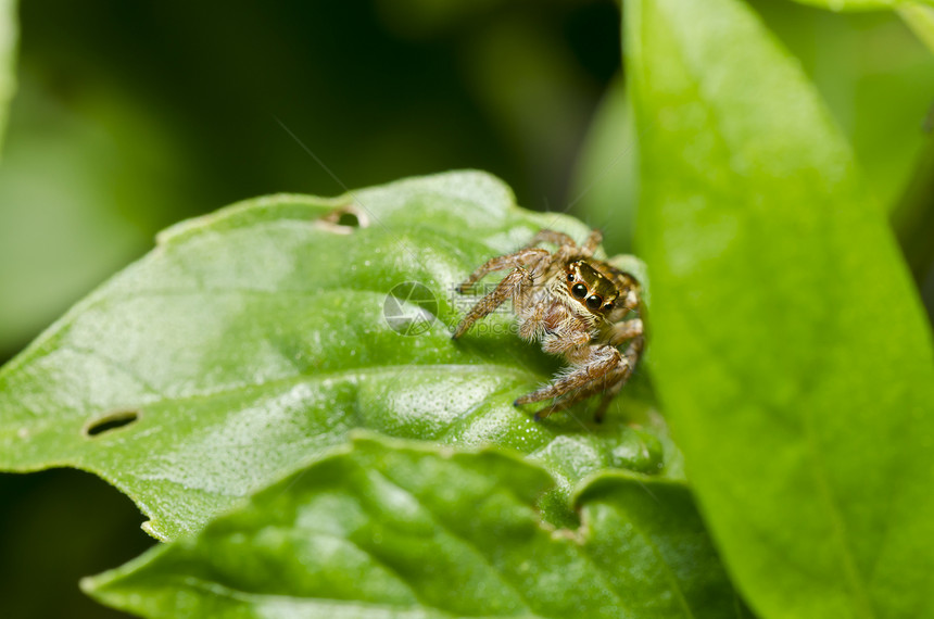 在花园里或在绿色大自然中跳蜘蛛爬坡野生动物宏观阳光棕色丛林公园眼睛植物图片