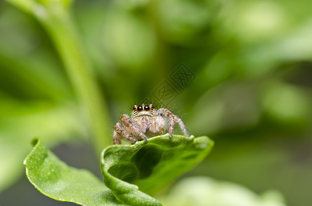 花园里蜘蛛在花园里或在绿色大自然中跳蜘蛛公园棕色丛林宏观阳光爬坡野生动物植物眼睛背景