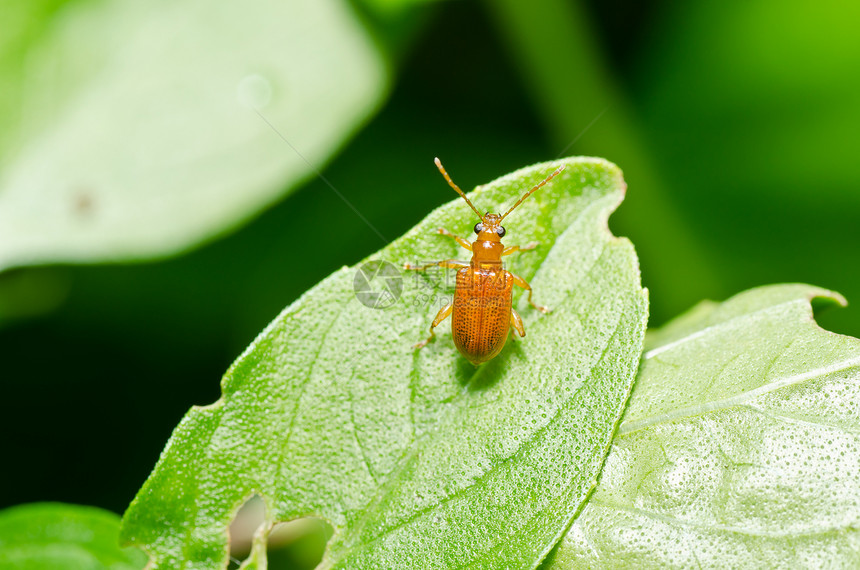 绿色性质的橙色甲虫瓢虫丛林漏洞阳光眼睛棕色荒野爬坡昆虫生物学图片