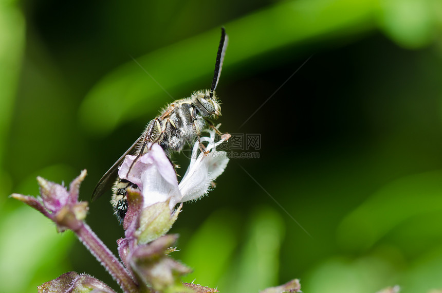 绿性黄蜂条纹夹克昆虫白色蜜蜂宏观害虫翅膀黄色金子图片