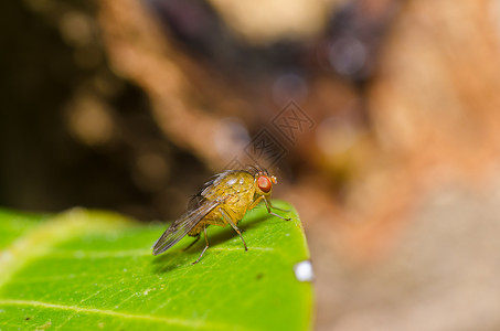 绿绿色的红眼苍蝇宏观漏洞昆虫房子白色害虫翅膀红色背景图片