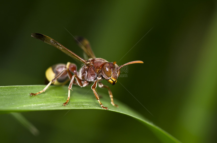 绿性黄蜂黄色黑色白色夹克昆虫害虫金子宏观蜜蜂条纹图片