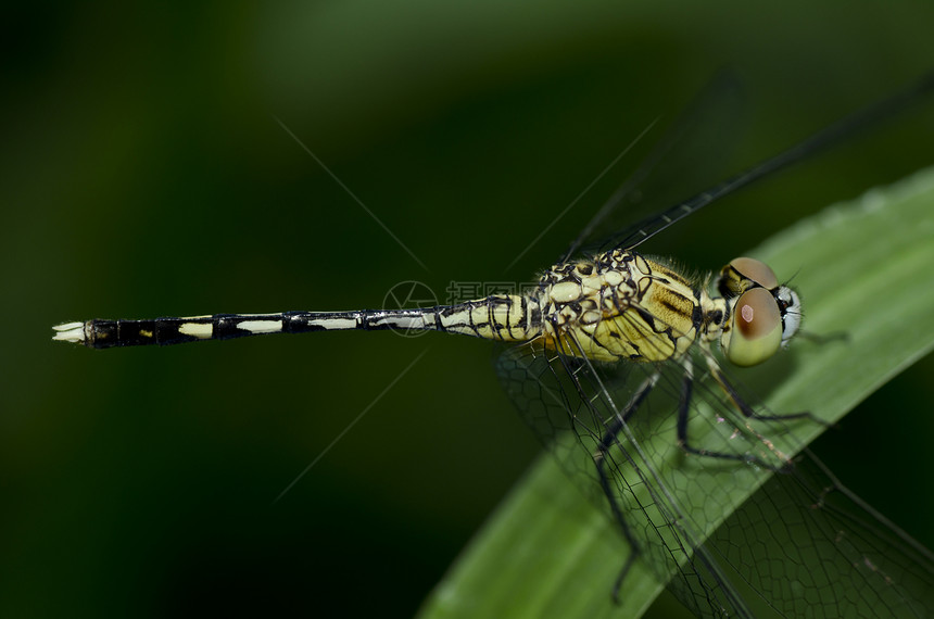 绿色的飞龙昆虫微笑异翅目野生动物猎人翅膀宏观蜻蜓俗语动物群图片