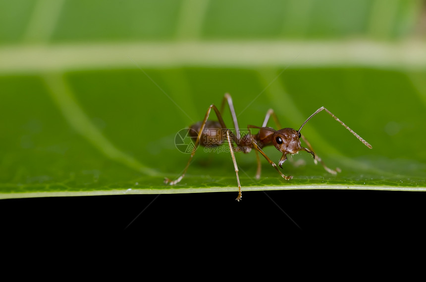 绿色性质的红蚂蚁红色野生动物漏洞昆虫触角昆虫学宏观照片天线水平图片
