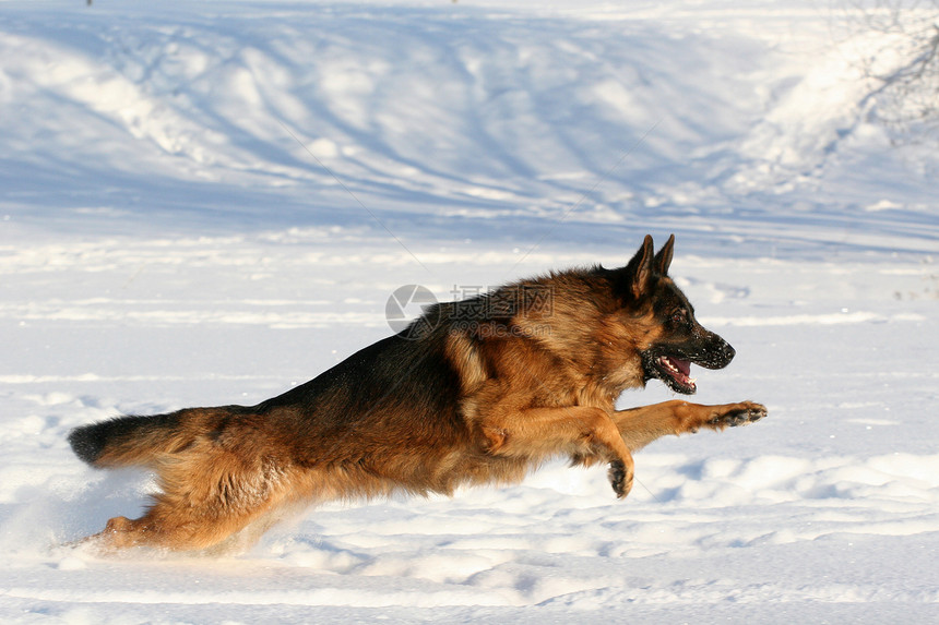 跑狗狗哺乳动物行动跑步食肉宠物幸福快乐白色动物犬类图片