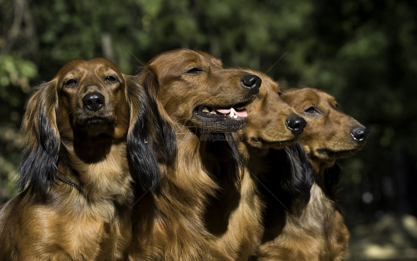 四只红色的达赫肖德狗坐在一起猎犬草地耳朵鼻子宠物喜悦动物团体小狗公司图片