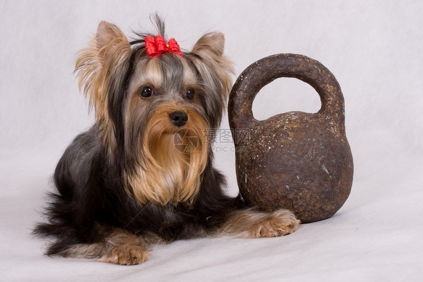 约克郡起重港说谎猎犬友谊活力哺乳动物工作室头发重量毛皮犬类图片